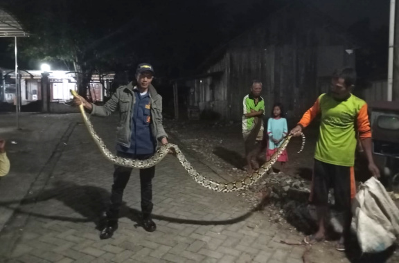 Ular Sanca Berhasil di Amankan Petugas Damkarmat&nbsp;Bojonegoro