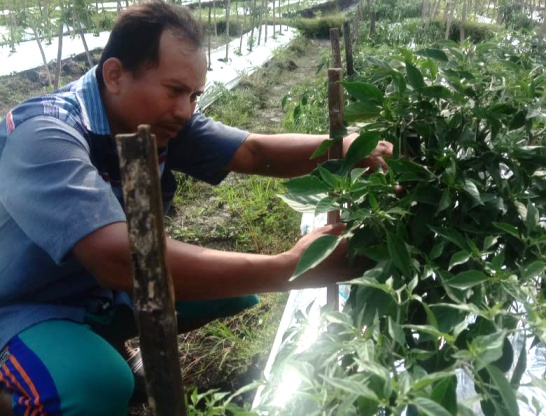 Bagaimana Pertanian Ekologis Ramah Lingkungan Mengubah Nasib Petani di Kabupaten&nbsp;Bojonegoro