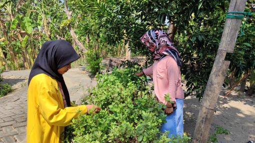 Peduli Penyakit Lansia, Mahasiswa Agribisnis Unigoro Ciptakan Teh Daun Beluntas