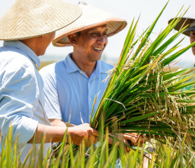 Bacabup Setyo Wahono Sampaikan Solusi Atasi Masalah Pertanian Saat Panen Raya Padi Bersama Petani 
